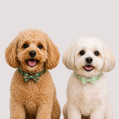 2Pc Stocking & Candy Cane Pet Bow Set